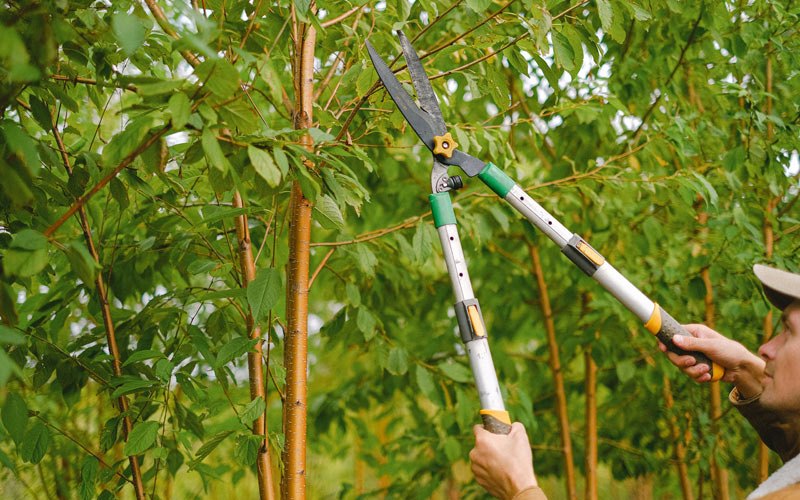 Tree trimming in Langdon, ND
